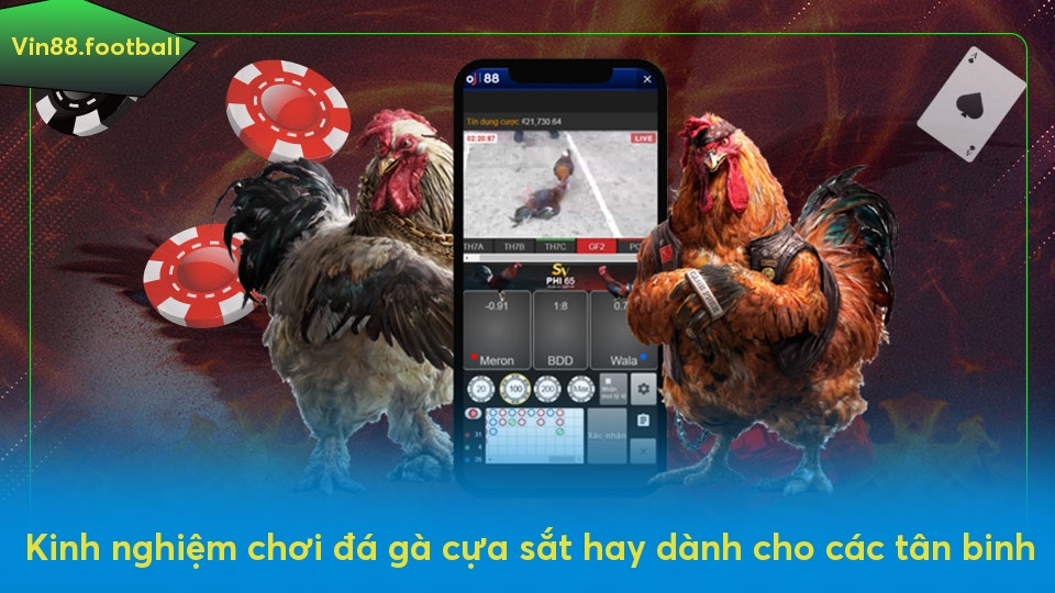 Kinh nghiệm chơi đá gà cựa sắt hay dành cho các tân binh